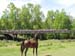 IMG_1511Horse,bridge#2727F5