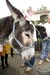Mountain burro (it is wearing the polka dots to prove it)  		CREDITS:   		TITLE: Tour de France, 2009  		COPYRIGHT: � Tom Evans 2009