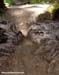 Mud!  		CREDITS: Rob Jones  		TITLE: Bromont Canada Cup  		COPYRIGHT: Rob Jones
