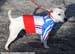 TAB10_CXjun_dog02