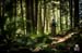 Alone time in the woods. 		CREDITS:  		TITLE:  		COPYRIGHT: MARGUS RIGA